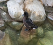 2019 02 21 MNNewZoo 028